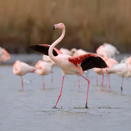 Le Grand Galion-3 By Interhome 公寓 勒格罗-迪鲁瓦